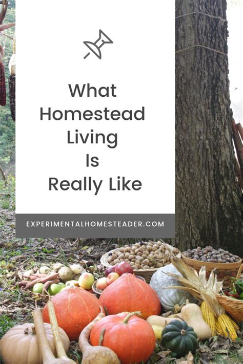 What Homestead Living Is Really Like Homestead Living Homesteading