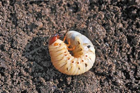 How To Identify And Control White Grubs Gardeners Path