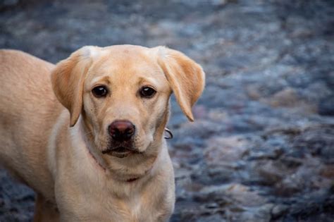 Unsere redakteurin erzählt, warum das eine fantastische idee ist! Wie viel kosten ein Labrador? Eine Übersicht aller Kosten ...