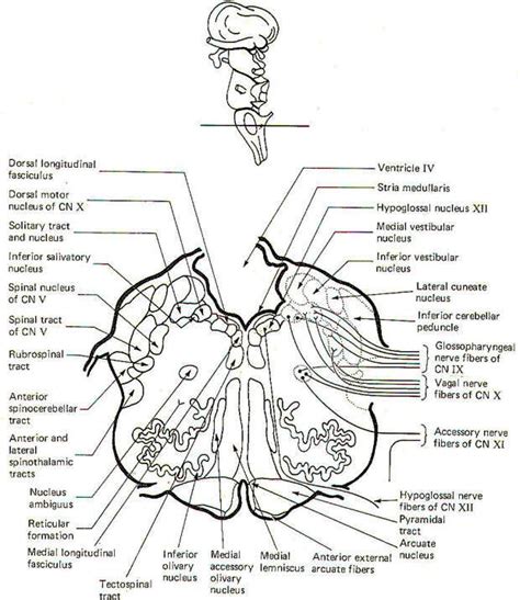 Cranial Nerve Face Drawing With Numbers At Getdrawings Free Download