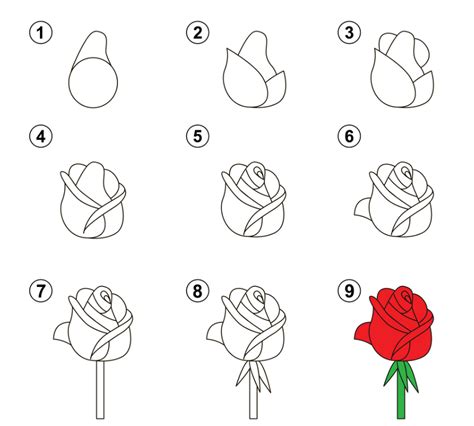 Apprendre à Dessiner Une Rose