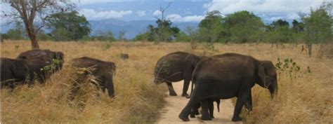 Sri Lanka : Visit Yala National Park | Nouvini Sri Lanka
