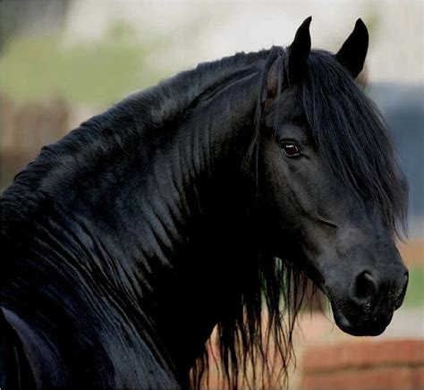 Gorgeous Black Horse Horses Beautiful Horses Friesian Horse
