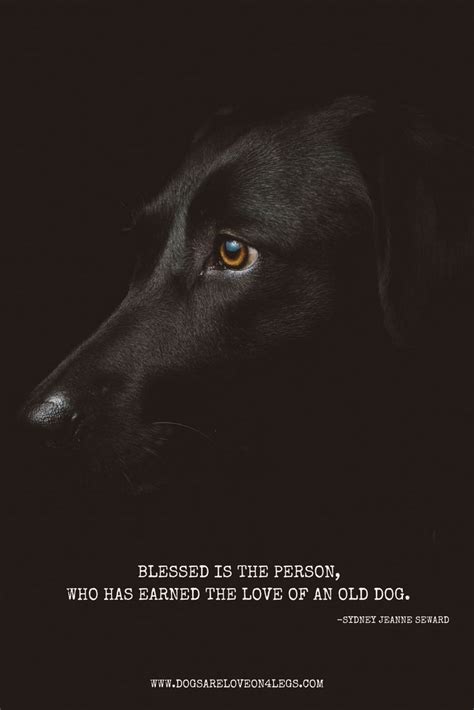 Blessed Is The Person Who Has Earned The Love Of An Old Dog Dog Quote