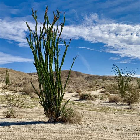 Tilbud på hoteller i palm desert. Ocotillo ready to bloom. #desert #flowers | Ocotillo, Palm ...