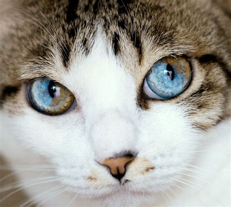Mia The Cat With The Two Colored Eyes Unique Cats Cat
