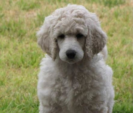 Penny now resides in mckenzie tn and is still active in the standard poodle breed and all things that follow. AKC Red Standard Poodle Puppies for Sale in Hollister ...