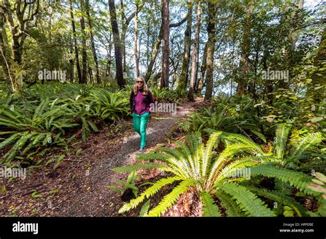 Hiker Walking Through Forest With Tree Ferns Abel Tasman National Park