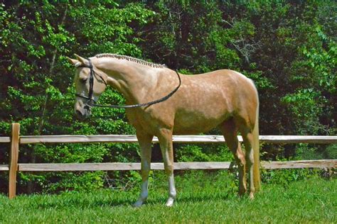 Welsharabian Cross Pony Palomino Sport Pony Pony Breeds Horses