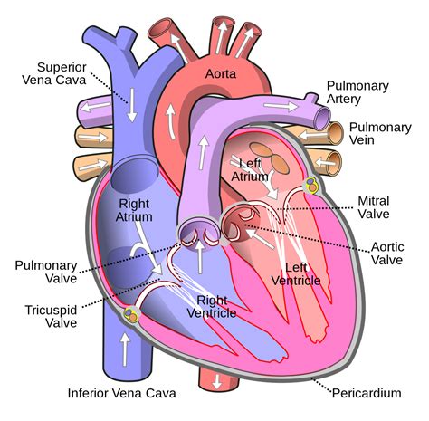 Filediagram Of The Human Heart Croppedsvg Wikibooks Open Books