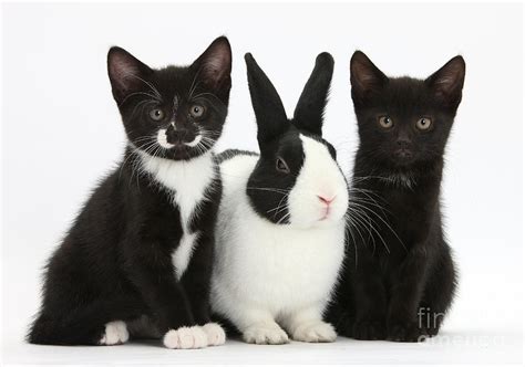 The cheapest offer starts at £80. Tuxedo Kittens With Dutch Rabbit Photograph by Mark Taylor
