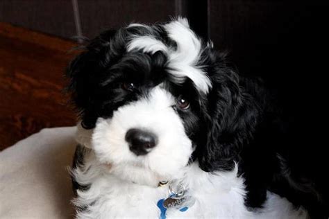 Taco at 8 weeks | Portuguese water dog, Dogs, Portuguese ...
