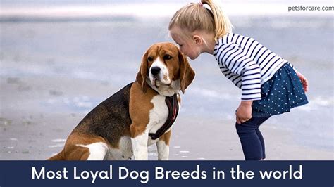 Top 10 Most Loyal Dog Breeds In The World 2021 Petsforcare