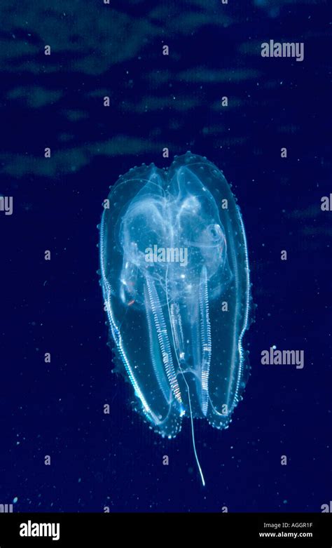 Vitreous Lobate Comb Jelly Hi Res Stock Photography And Images Alamy
