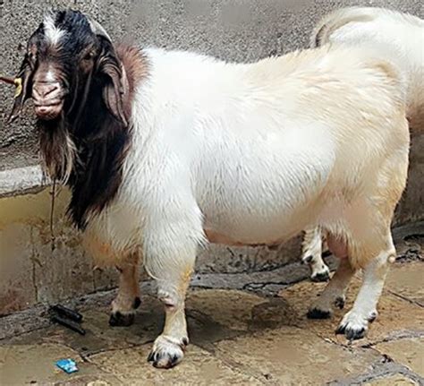 Male Boer Goat At Rs 1500kg In Vijay Durg Id 18100069248