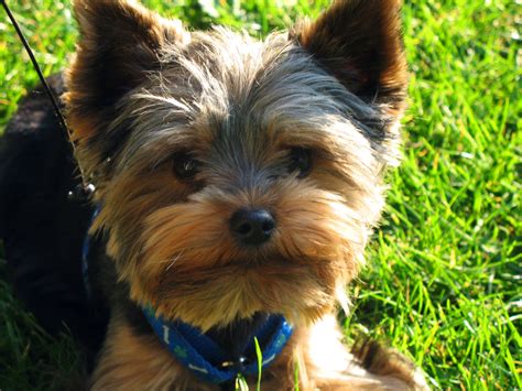 Yorkshire Terrier Free Stock Photo Public Domain Pictures