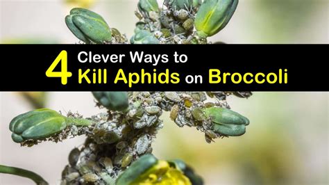 4 Clever Ways To Kill Aphids On Broccoli