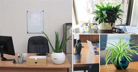15 Best Office Desk Plants That Dont Need Space Desk Plants Best