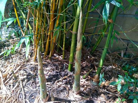 3 Ft 5 Gallon Fast Growing Clumping Bamboo Plant Etsy