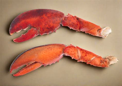 Wild Caught Maine Lobster Claws