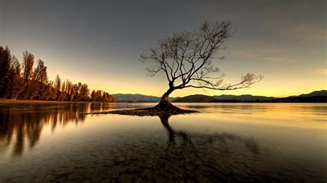 Lake Wanaka Lone Tree Backiee