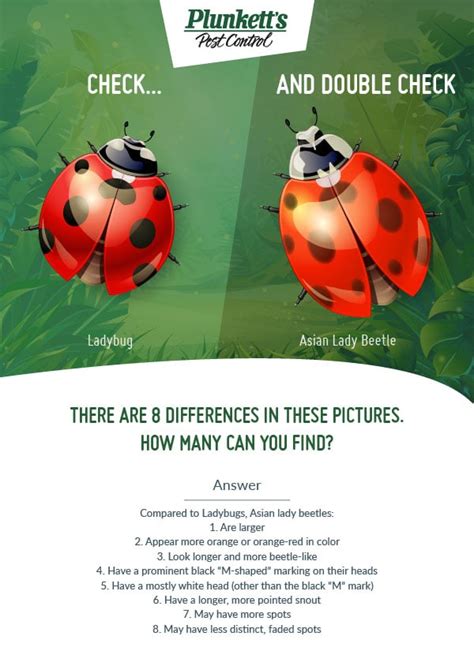 ladybugs vs lady beetles can you spot the difference [infographic] plunkett s pest control
