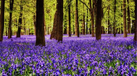 10 Best English Bluebell Woods To Visit In May