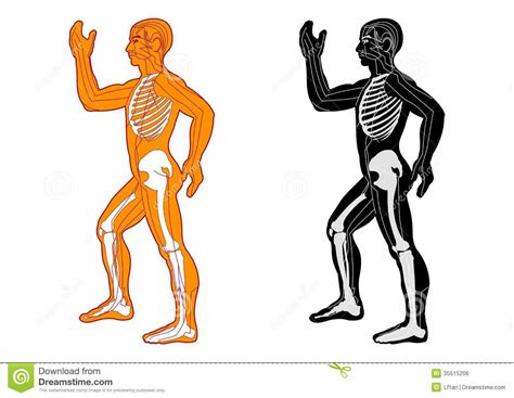 Muscular System Clipart Free Download On Clipartmag