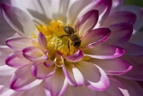 Which Nikon Lenses Are Good For Flower Photography Quora