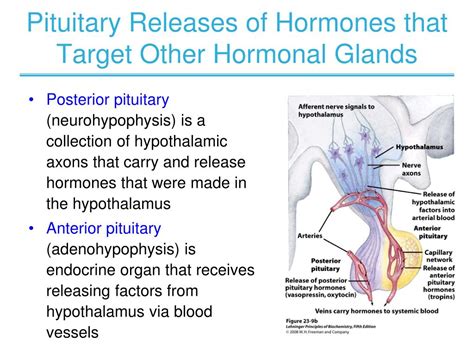 Pituitary Hormones Operfmemphis