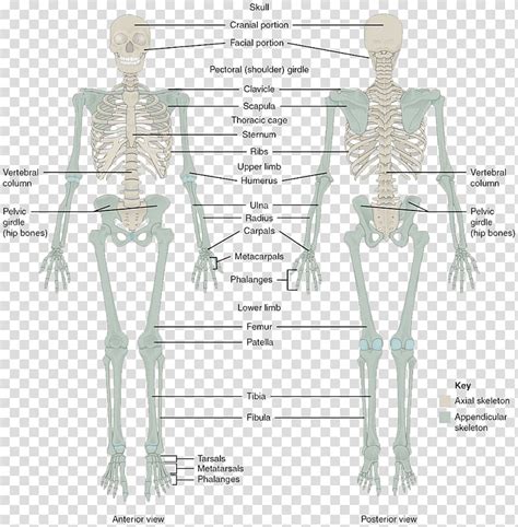 The Skeletal System Human Skeleton Human Body Bone Anatomy Column