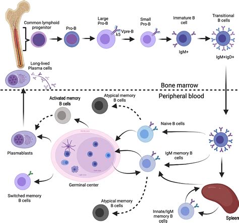 Comprehensive Phenotyping Of Human Peripheral Blood B Lymphocytes In