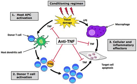 Frontiers Tumor Necrosis Factor And Regulatory T Cells In