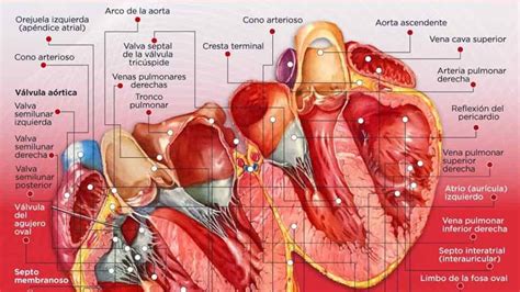 Romantica Hd Anatomía Interna Del Corazón Infografía