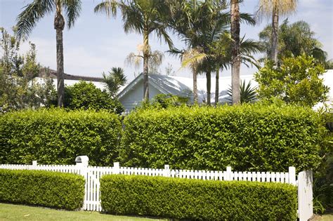 If you want to address your privacy needs immediately, be sure to select a bamboo is one of the best options for privacy plants for its sheer capacity to grow and spread. Quick Growing Plants To Block Views: How To Plant A ...