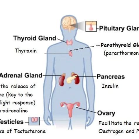 The Function Of The Endocrine System Glands And Hormones Psychology Hub