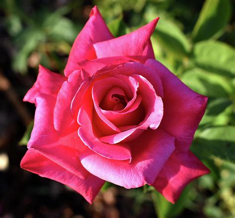 Pretty Pink Rose Photograph By Vicky Sweeney Fine Art America