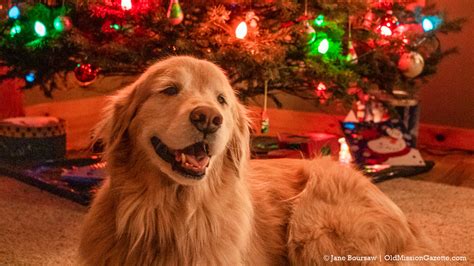 Photo Of The Day Guinness The Golden Retriever Christmas Dog