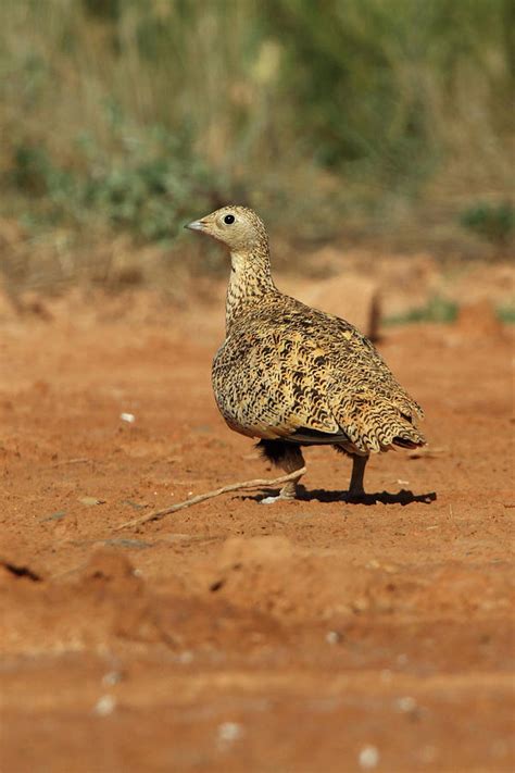Black Bellied Sandgrouse Early Morning In A Water Point Photograph By