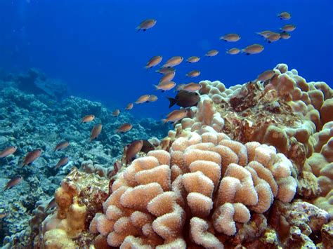 Hawaiis Threatened Coral Reefs New Hampshire Public Radio