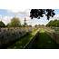 Belgium Lijssenthoek Military Cemetery – The Twentieth Century Society