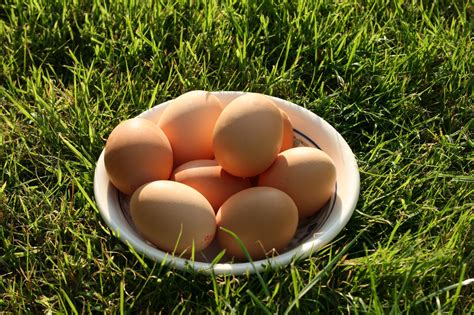 Eggs In The Grass Free Stock Photo Public Domain Pictures