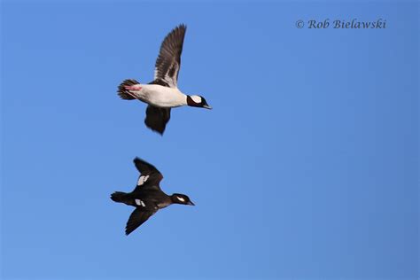 Ducks Geese And Swans Waterfowl — Beach Birding