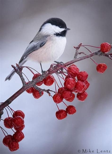 Black Capped Chickadee These Birds Stay In Canada Over The Winter