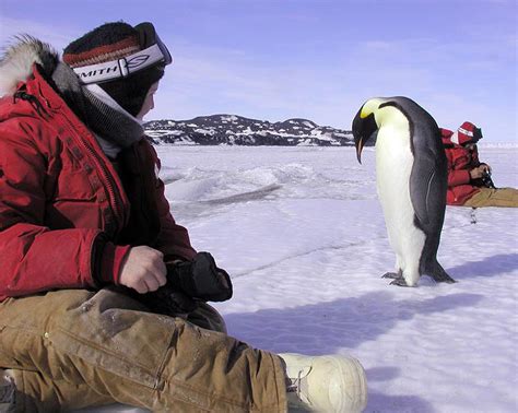 Emperor Penguin And Scientists In Antarctica