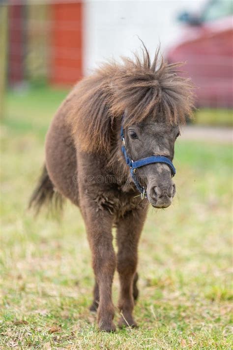 Picture Of Adorable Brown Shetland Pony Foal Cute Young Animal Stock