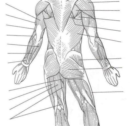 Muscles Diagram Labeled Front And Back Color Pages Muscles Skeletal
