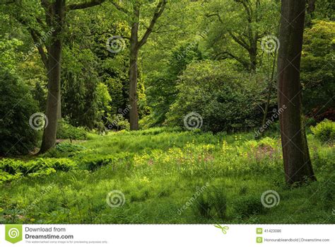 Landscape Image Of Beautiful Vibrant Lush Green Forest Woodland Stock