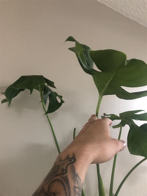 If the humidity is too low or the compost is too dry then, as a result, its. Large leaves on a newly bought plant curling pretty bad ...