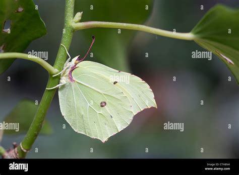 Yellow Butterfly Brimstone Hi Res Stock Photography And Images Alamy